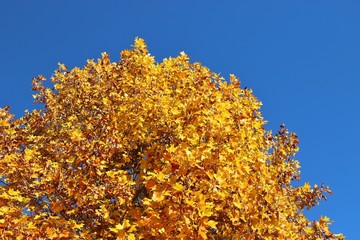 Bright yellow leaves on a tulip tree in late autumn. Salzburg, Austria, Europe.
