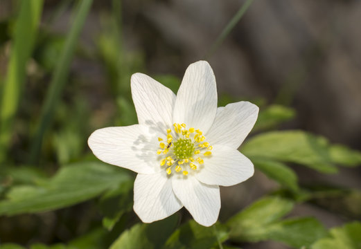 Vitsippor blommar under v&aring;ren p&aring; &auml;ngar och i skogen