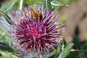 Biene auf Distelblüte