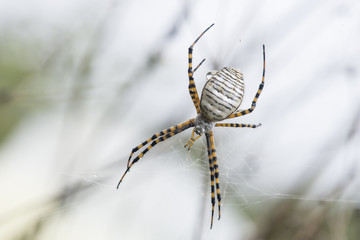Arañas sobre telaraña
