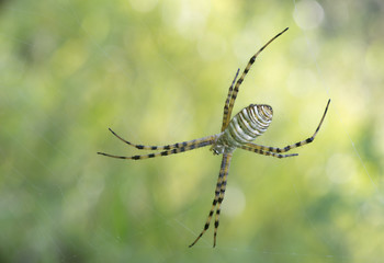 Arañas sobre telaraña
