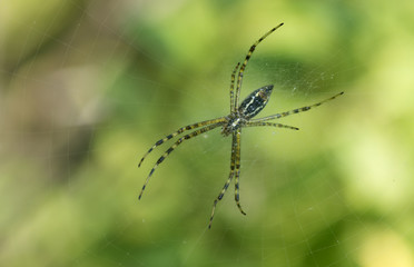 Arañas sobre telaraña