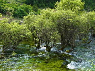 Jiuzhaigou, China, 九寨溝