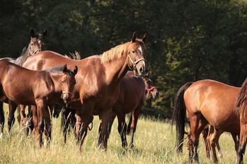 Mare with offspring on the background of trees