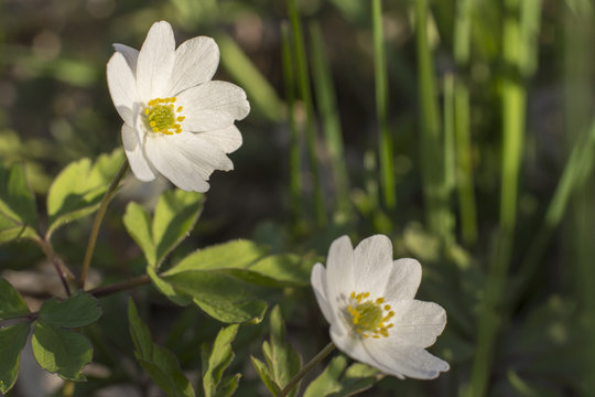 Vitsippor blommar under v&aring;ren p&aring; &auml;ngar och i skogen