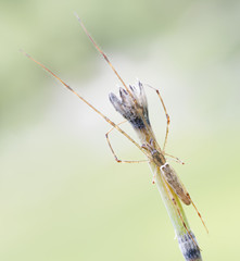 Araña de patas largas