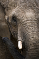 &Eacute;l&eacute;phant d'Asie 