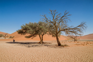 Desert Gemsbok