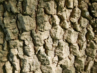 bark of a tree,wood texture background