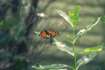 Two monarch butterflies mating on a milkweed plant