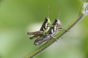 Chapulines sobre rama