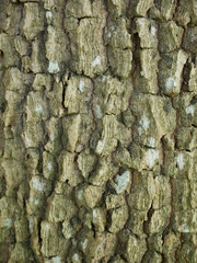 bark of a tree,wood texture background