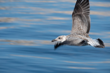 Seagull Cratia open water