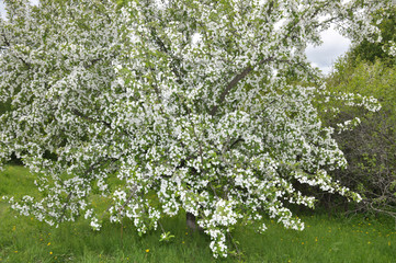 яблоня цветущая 