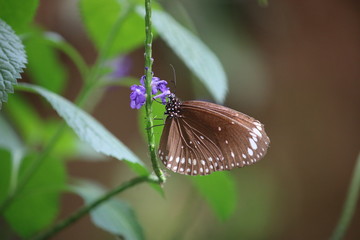 Obraz na płótnie Canvas Papillon marron et fleur violette