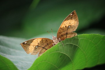 Papillon feuille