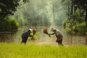 Asia farmer transplanted rice seedlings to be sent for planting in rice field