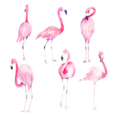 Obraz premium Set watercolor random flamingos. Isolated illustration