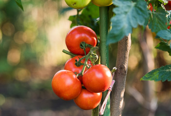 Ripe tomatoes in garden