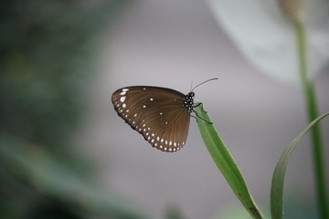 Papillon marron