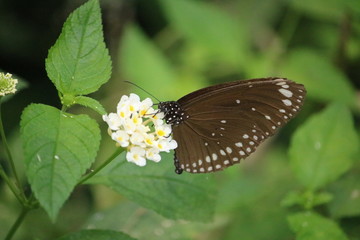 Papillon marrone et fleur