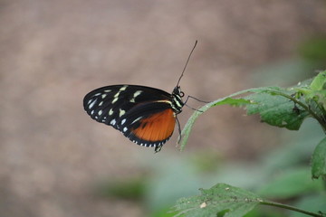 Fototapeta na wymiar Papillon orange et noir