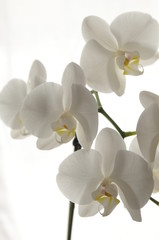 Fototapeta na wymiar orchidée blanc
