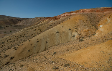 Wild nature of Altai mountains