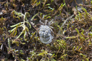 Spinnenmutter trägt ihre kleinen Kinder