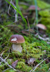 Boletus edulis. Edible mushroom growing in natural forest. Gathering mushrooms in summer.