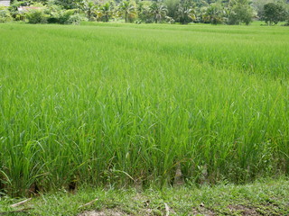 organic farm rice,green nature field