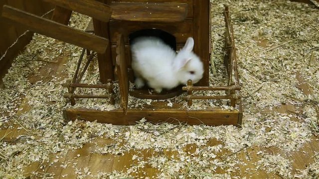 Closeup view of cute fluffy white small rabbits eating food. Real time full hd video footage.
