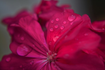 red flower with water drops close up