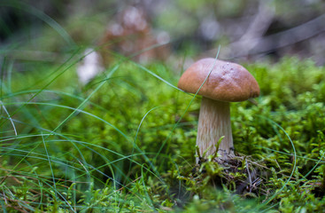 Boletus edulis. Edible mushroom growing in natural forest. Gathering mushrooms in summer.