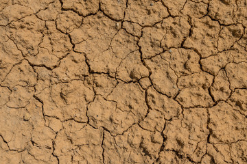 Wild nature of Altai mountains