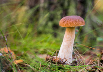 Boletus edulis. Edible mushroom growing in natural forest. Gathering mushrooms in summer.