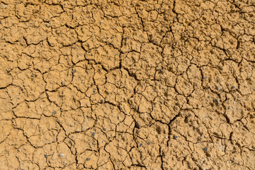 Wild nature of Altai mountains