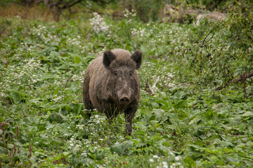 Wildschwein (Sus scrofa) im dichter Wiese