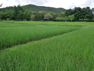 organic farm rice,green nature field