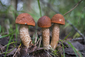Boletus edulis. Edible mushroom growing in natural forest. Gathering mushrooms in summer.