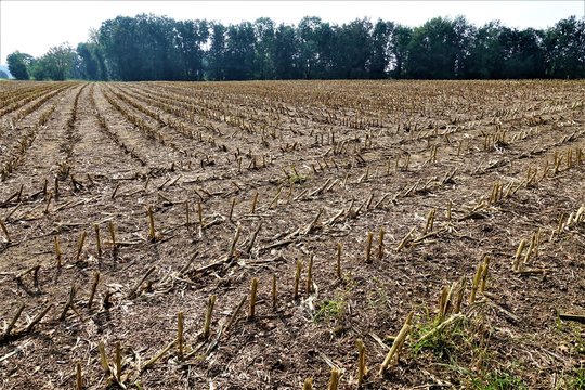 Abgeerntetes Feld