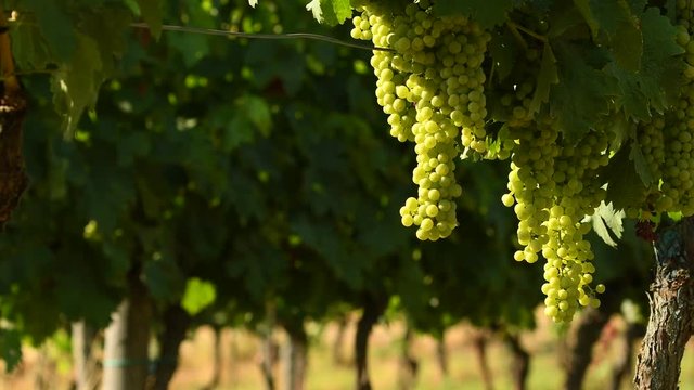 white grapes in a Chianti vineyard on a sunny day. Tuscany, Italy. 4K UHD Video. Nikon D500 Static Camera