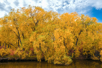 Obraz premium Autumn forest on the river bank 