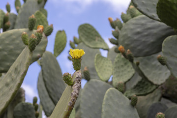 Kaktee erblüht im Sonnenlicht