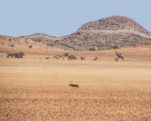 Desert Gemsbok