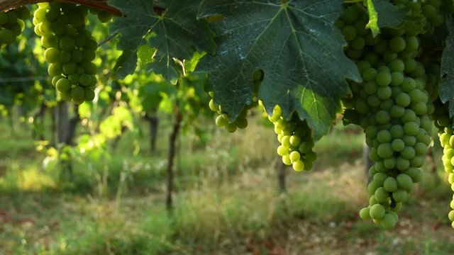 white grapes in a Chianti vineyard on a sunny day. Tuscany, Italy. 4K UHD Video. Nikon D500 Static Camera