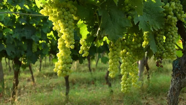 white grapes in a Chianti vineyard on a sunny day. Tuscany, Italy. 4K UHD Video. Nikon D500 Static Camera