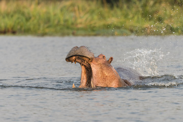 Nile Hippo