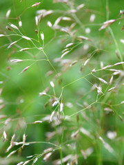 Abstract green grass a natural background