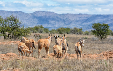 Gemsbok Antelope